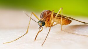 Japanese Encephalitis In Assam: Symptoms, Prevention & Treatment